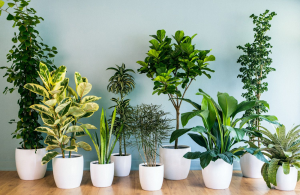 Most hardy indoor plants