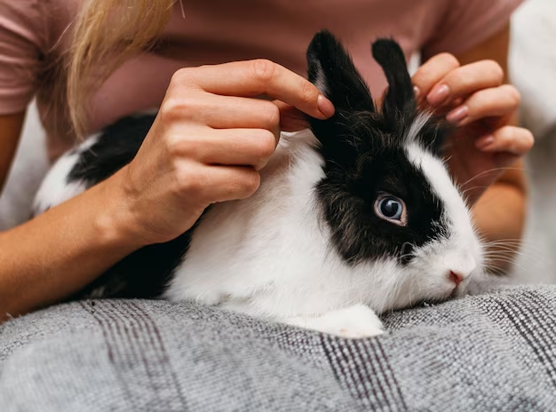 Cute and Cuddly or High Maintenance? Pros and Cons of Rabbit Ownership - This alt highlights the two sides of owning a rabbit and uses descriptive language to catch the reader's attention.