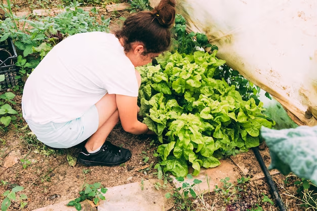 Get your raised garden bed ready for planting vegetables with these easy steps
